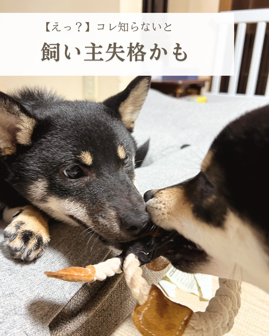 飼い主さんに絶対知ってて欲しい「たった一つ」のこと